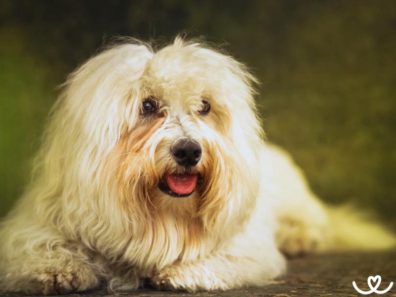 Plemeno-coton-de-tulear (12)